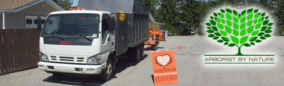 About our Calgary Arborists Learn about our Calgary Arborist
