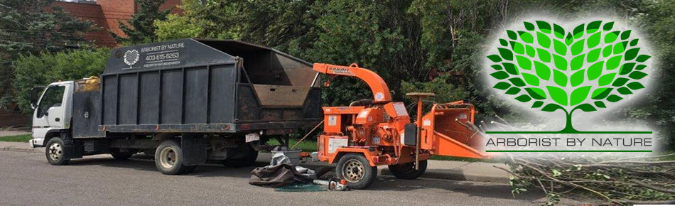 Arborist in Calgary Calgary Tree Service