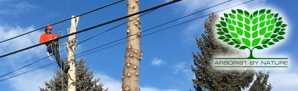 Professional Calgary Tree Service Tree Service in Calgary