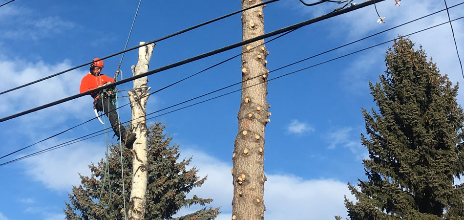 Professional Arborists in Calgary Arborists and Tree Professionals