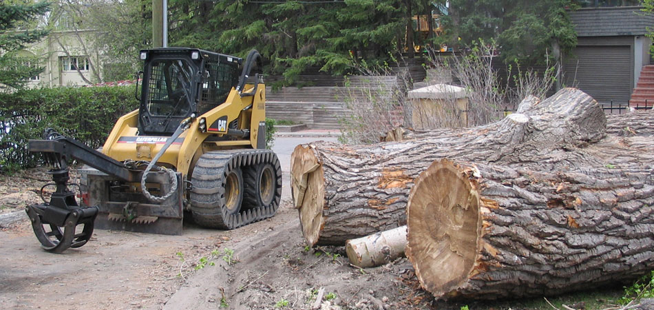 Arborist By Nature Customer Reviews Arborist Customer Testimonials - Calgary