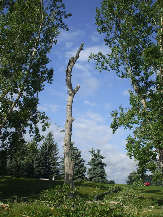 Tree removal on golf course