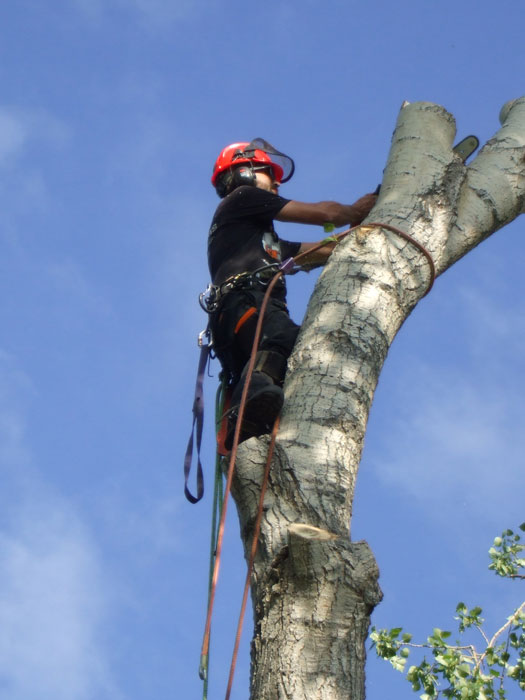 About Calgary's Arborist by Nature Tree Service (403) 6156263