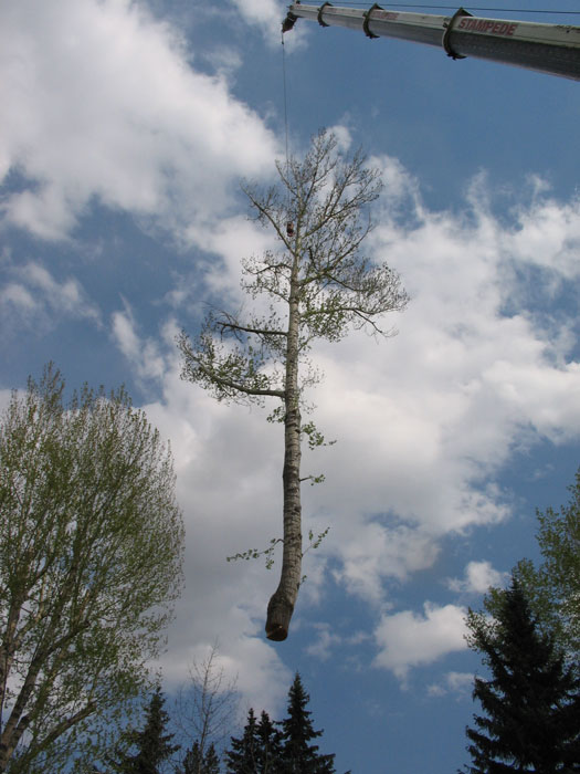 Chipping and removal included