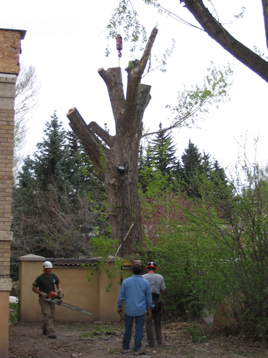 Large elm for full removal