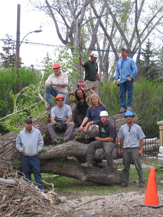 About Calgary's Arborist by Nature Tree Service (403) 6156263